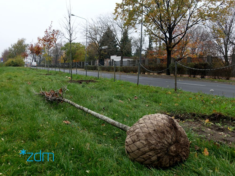 Rada Osiedla Ogrody Poznań Nowe drzewa na ulicy Dąbrowskiego