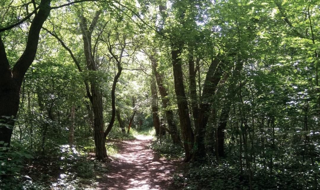 Zdjęcie alejki w parku przy forcie