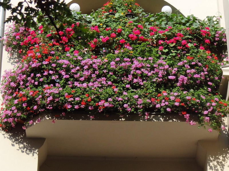 Balkon w kwiatach Poznań